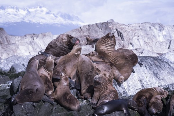 Quelle est la meilleure façon de porter des imprimés animaliers sans paraître trop extravagante ?